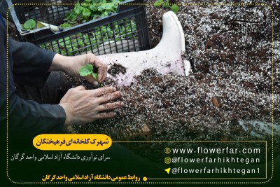 فعالیت های روزانه گلخانه فرهیختگان